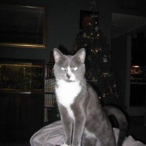 Meet your Posher, Deneve